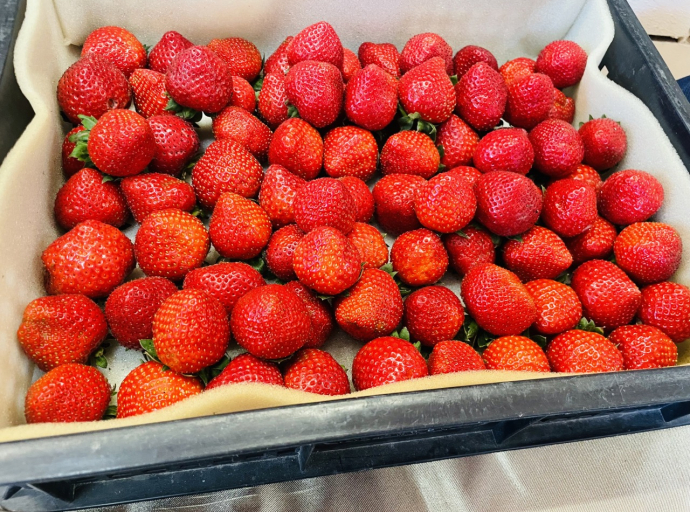 竹塘鄉特色三寶再添一寶「幸福紅-草莓」