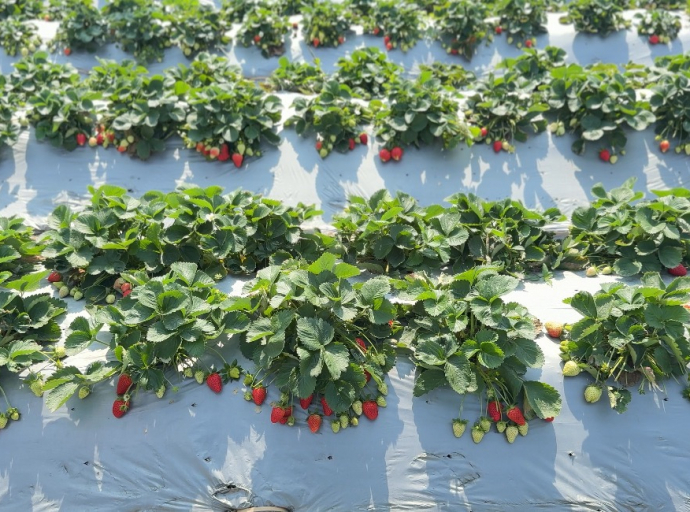 竹塘鄉特產多一紅「草莓」現在吃正是時候