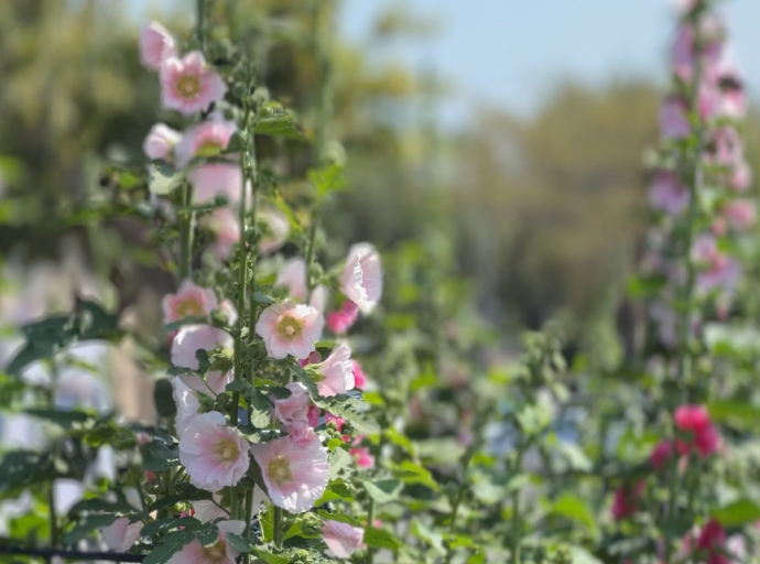 員林蜀葵花季3/29～4/20在南區公園盛大展出