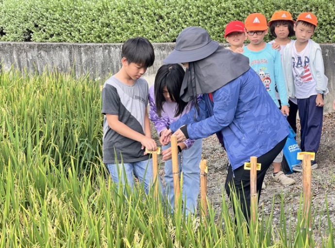 不畏大熱天 豐澤社區帶領大園學童體驗手工割稻