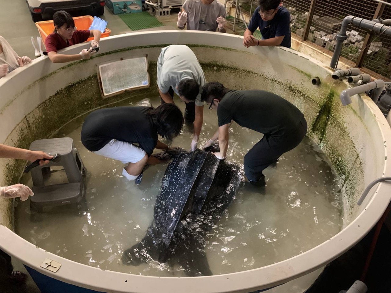 (大頭條新聞TOP-News)